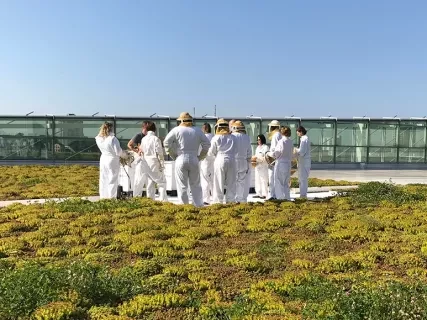 People in white uniforms gather on a rooftop garden under a clear blue sky.