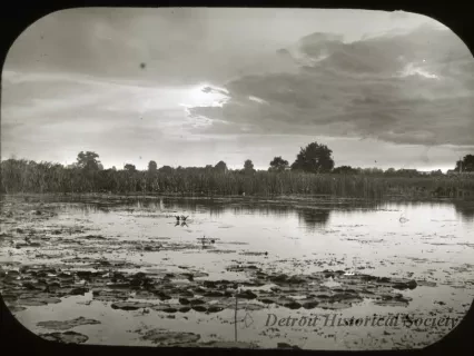 Transparency, Lantern-slide - Lily Pads River Rouge near Dix Rd