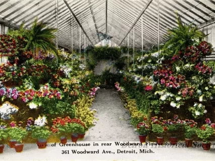 Postcard - View of Greenhouse in rear Woodward Flower Shop, 361 Woodward Ave., Detroit, Mich.