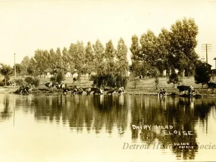 Postcard - Dairy Herd, Eloise - Dairy Herd at Eloise Hospital
