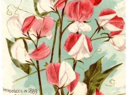 Advertisement