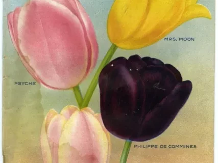 Catalogue - Bulbs & Seeds Autumn 1917