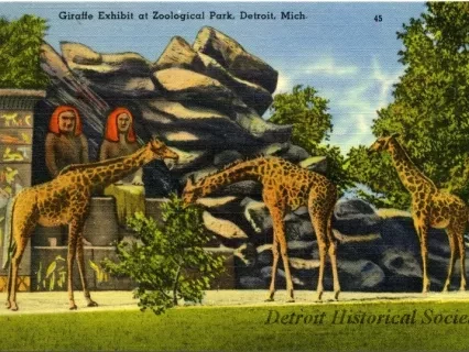 Postcard - Giraffe Exhibit at Zoological Park, Detroit, Mich.