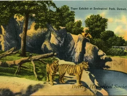 Postcard - Tiger Exhibit at Zoological Park, Detroit, Mich.