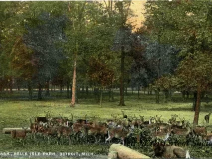 Postcard - Deer Park, Belle Isle Park, Detroit, Mich.