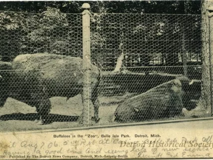 Postcard - Buffaloes in the "Zoo", Belle Isle Park, Detroit, Mich.