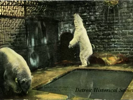 Postcard - Polar Bears, Belle Isle, Detroit, Mich.