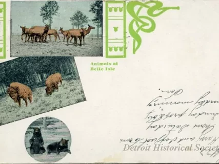 Postcard - Animals at Belle Isle