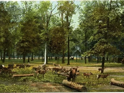Postcard - Deer Park, Belle Isle, Detroit, Mich.