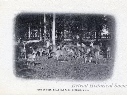 Postcard - Herd of Deer, Belle Isle Park, Detroit, Mich.