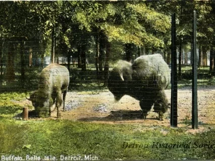 Postcard - Buffalo, Belle Isle, Detroit, Mich.