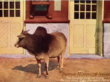 Postcard - The Sacred Cow of India, Belle Isle Zoo, Detroit, Mich.