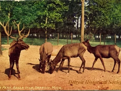 Postcard - Deer Park, Belle Isle, Detroit, Mich.