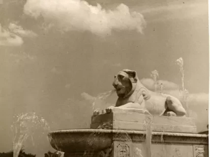 Print, Photographic - Fountain Lion