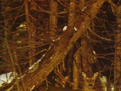 Magazine - Michigan Natural Resources Magazine