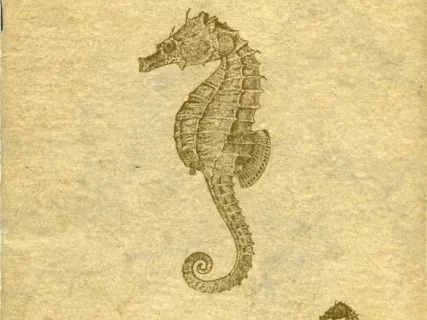 Catalog