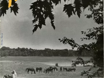 Magazine - P-D Employees Review, vol. 4, no. 7, July 1948