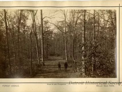 Print, Photographic - Forest Avenue