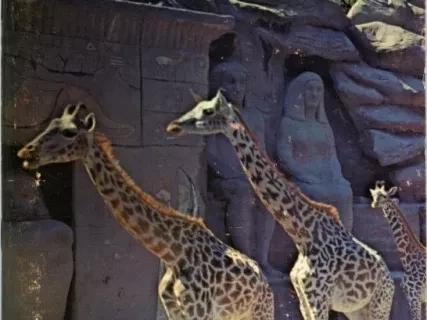 Guidebook - Detroit Zoo Guide Book