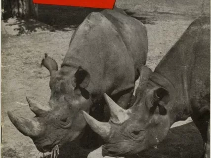 Guidebook - What to SEE at the Zoo