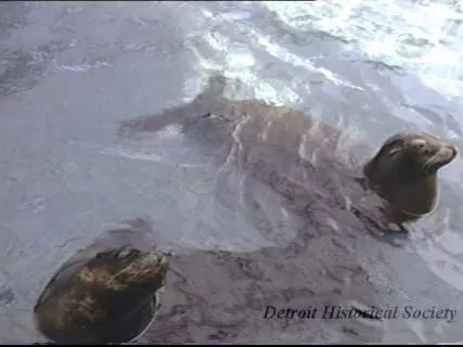 U-Matic - Belle Isle Zoo
5-1-90 #1