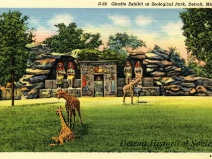 Postcard - D-50 Giraffe Exhibit at Zoological Park, Detroit, Mich.