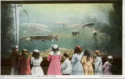 Postcard - In the Aquarium, Belle Isle Park, Detroit, Mich.