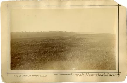 Print, Photographic - N.E. or American Marsh, Unreclaimed