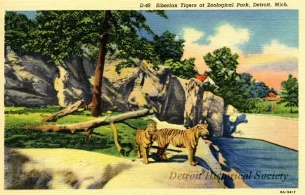 Postcard - D-49 Siberian Tigers at Zoological Park, Detroit, Mich.