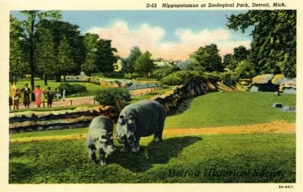 Postcard - D-52 Hippopotamus at Zoological Park, Detroit, Mich.