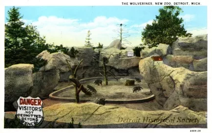 Postcard - The Wolverines, New Zoo, Detroit, Mich.