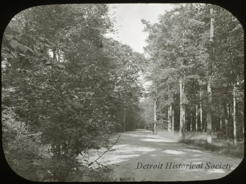 Transparency, Lantern-slide - Wooded Road, Belle Isle