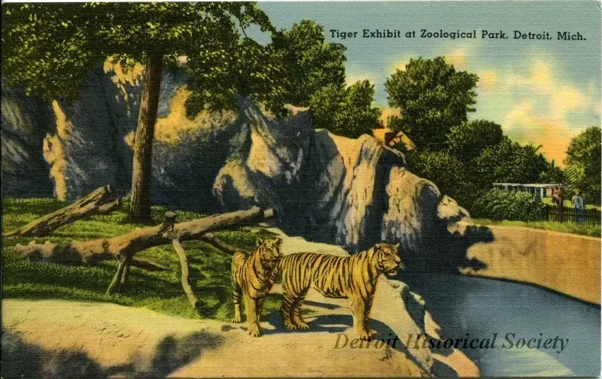 Postcard - Tiger Exhibit at Zoological Park, Detroit, Mich.