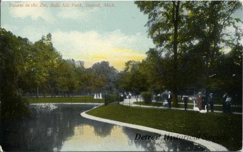 Postcard - Swans in the Zoo, Belle Isle Park, Detroit, Mich.