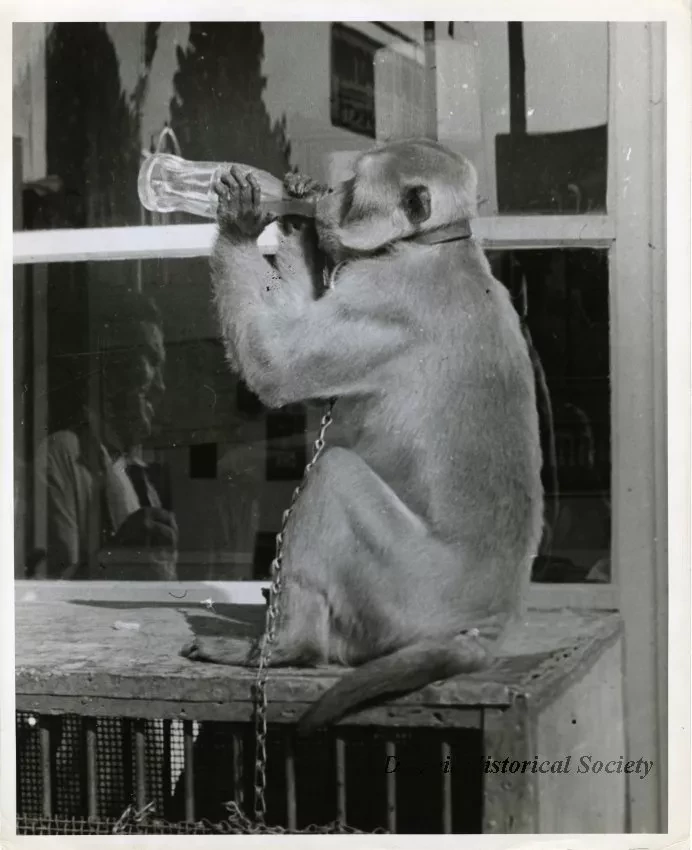 Print, Photographic