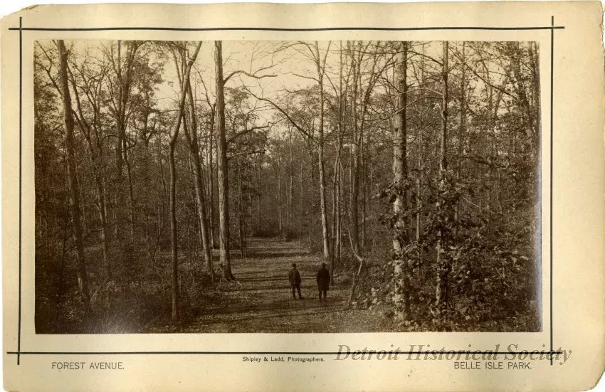 Print, Photographic - Forest Avenue