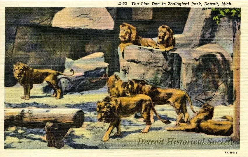 Postcard - D-53 The Lion Den in Zoological Park, Detroit, Mich.