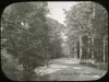 Transparency, Lantern-slide - Wooded Road, Belle Isle