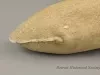 Moccasin