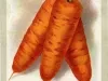 Postcard - Carrot Danvers, D.M. Ferry & Co. Detroit, Mich. Standard Seeds