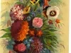 Engraving - Seed Annual, 1883