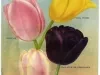 Catalogue - Bulbs & Seeds Autumn 1917