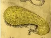 Packet, Seed