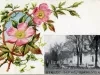 Postcard - Street Scene, Rochester, Mich.
