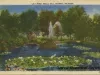 Postcard - Lily Pond, Belle Isle, Detroit, Mich.
