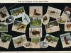 Postcard - Belle Isle Zoological Garden, Detroit, Mich.