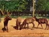 Postcard - Deer Park, Belle Isle, Detroit, Mich.