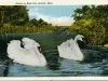 Postcard - Swans at Belle Isle, Detroit, Mich.