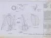 Drawing, Technical - Propeller for S.S. South American