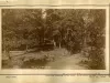 Print, Photographic - Deer Park